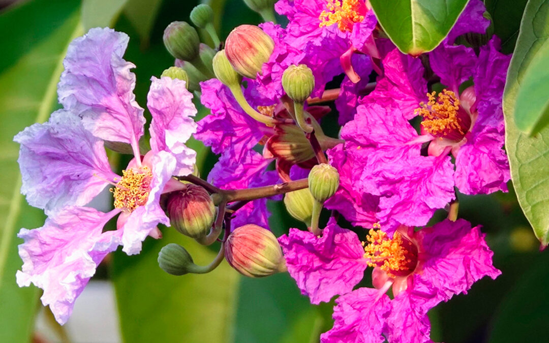 BANABA: Un aiuto naturale contro diabete e obesità.